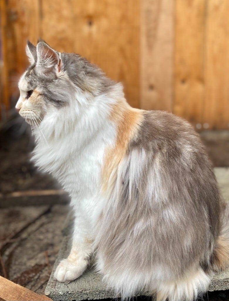 Maine Coon - Sunshine de l’outsaïna