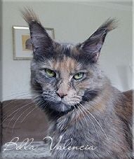 Maine Coon - langstteich's Bella valencia