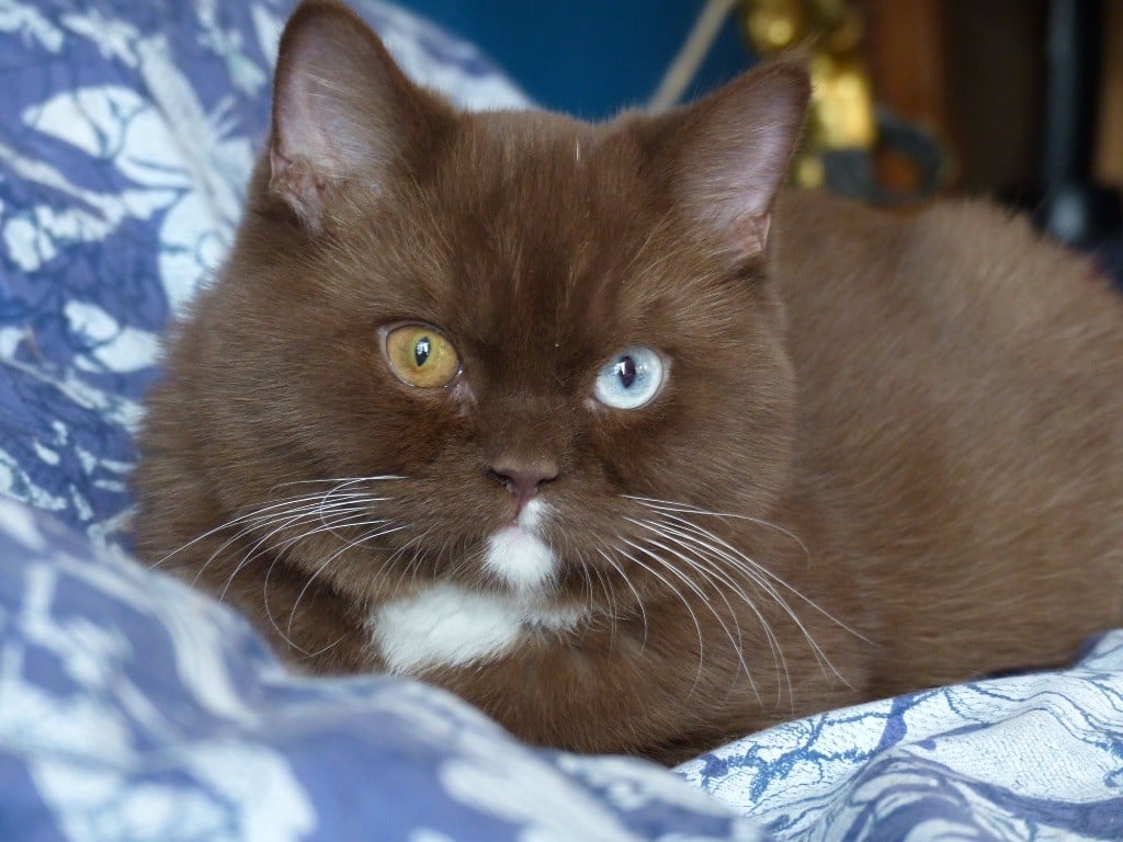 British Shorthair et Longhair - Rmes de miel et d'azur