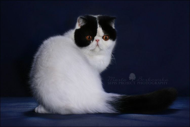 Exotic Shorthair - bagira Sugar sweet harmonie