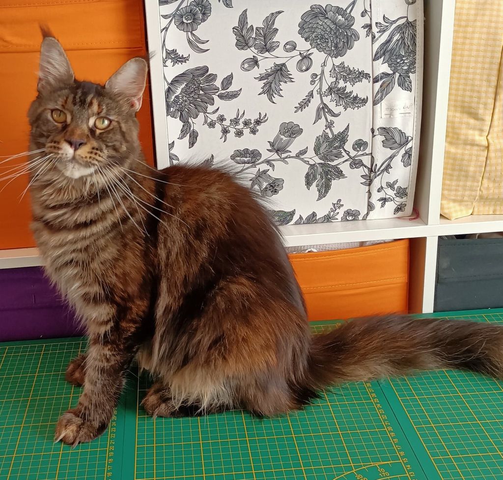 Maine Coon - Shuricoon's Saphir