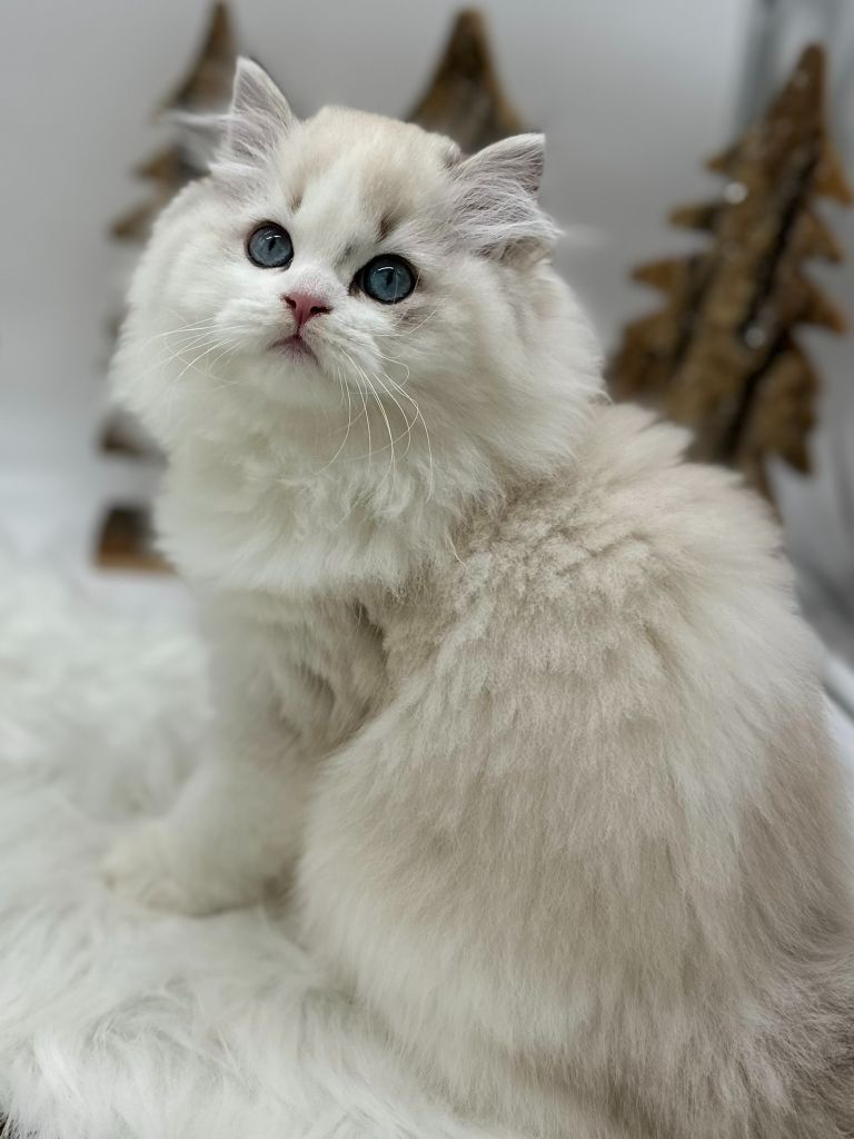 Les British Shorthair et Longhair de l'affixe To Sweet Feline