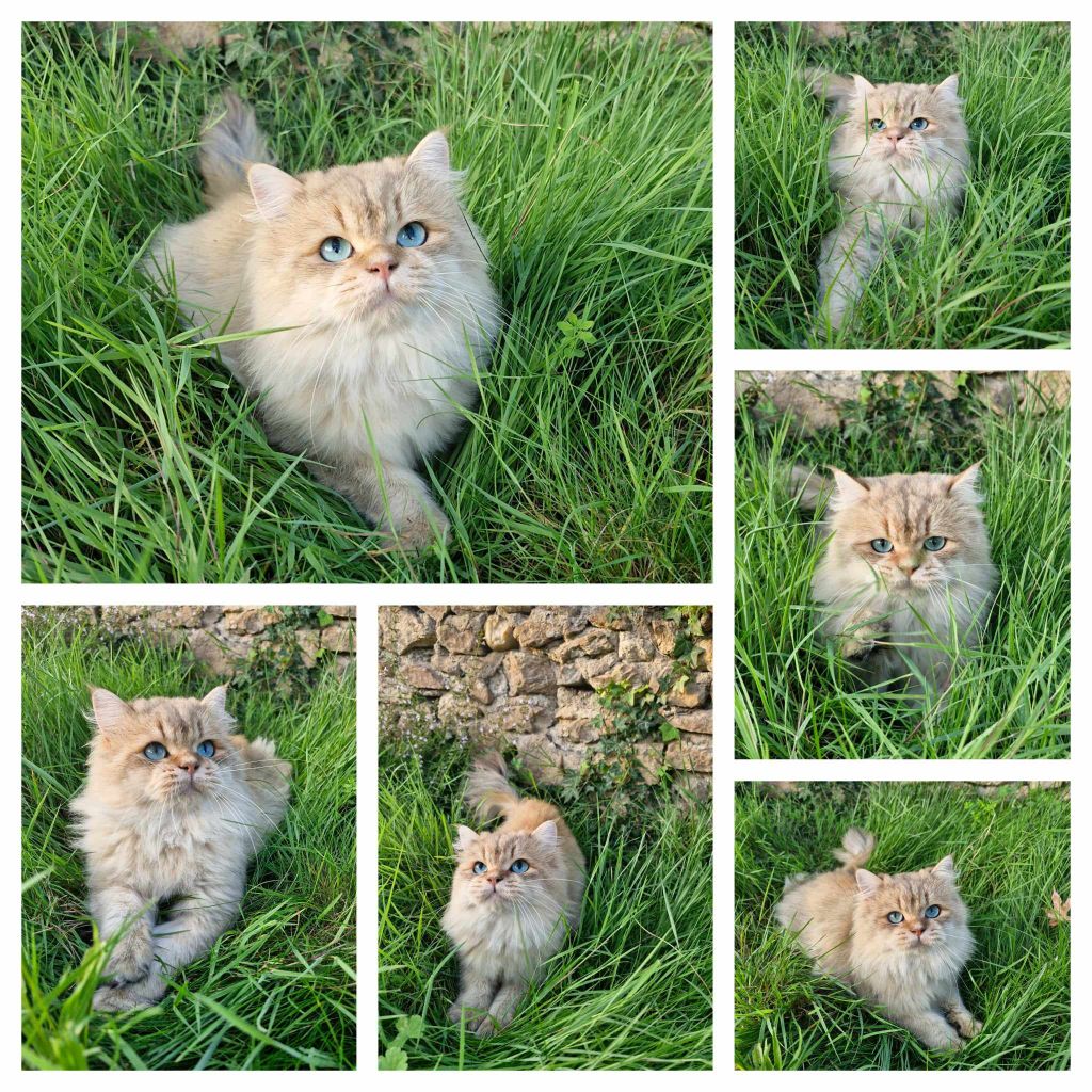 Les British Shorthair et Longhair de l'affixe Des Rives Du Viaur