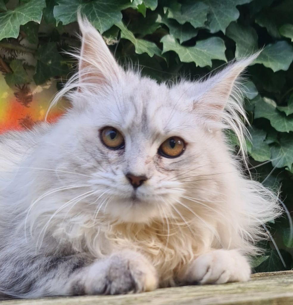 Maine Coon - Tartine Des Miamours