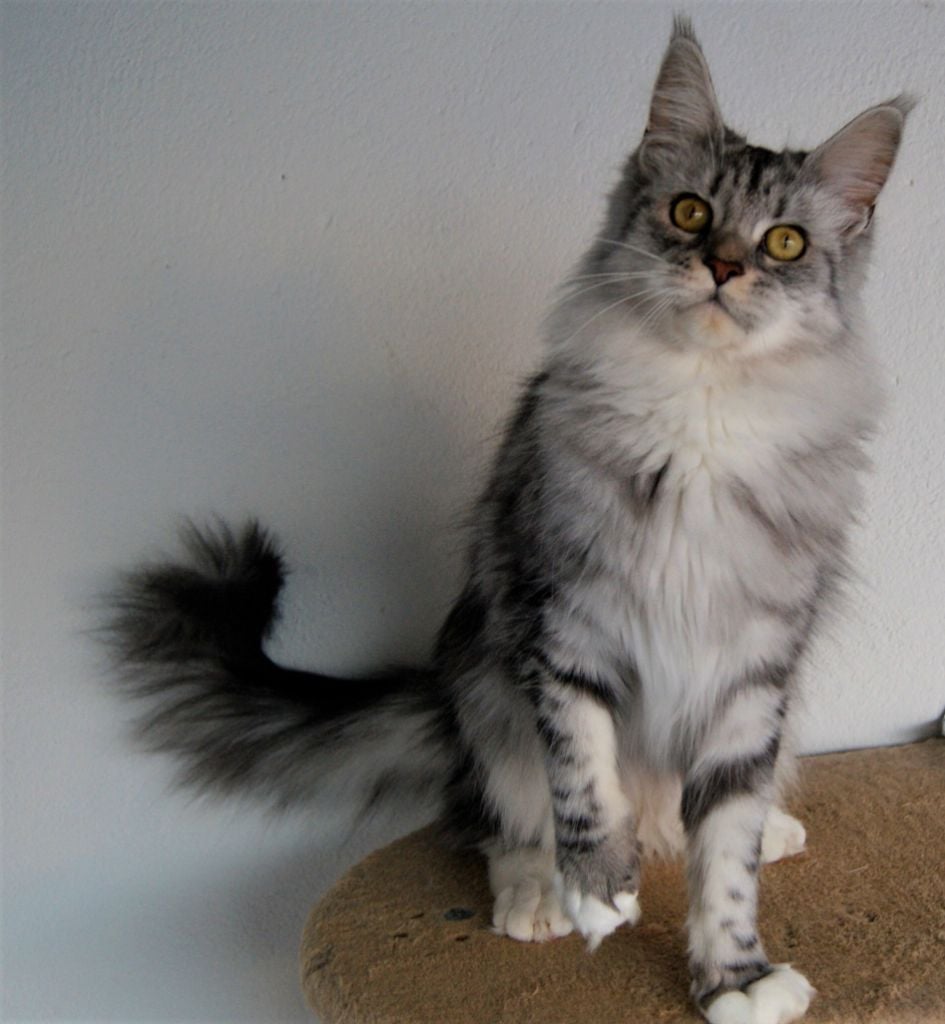 Maine Coon - de la Cat Mania Nayeli