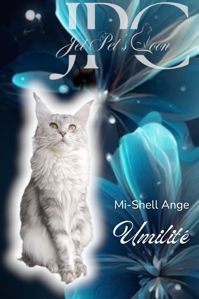 Maine Coon - mi-shell ange Umilité