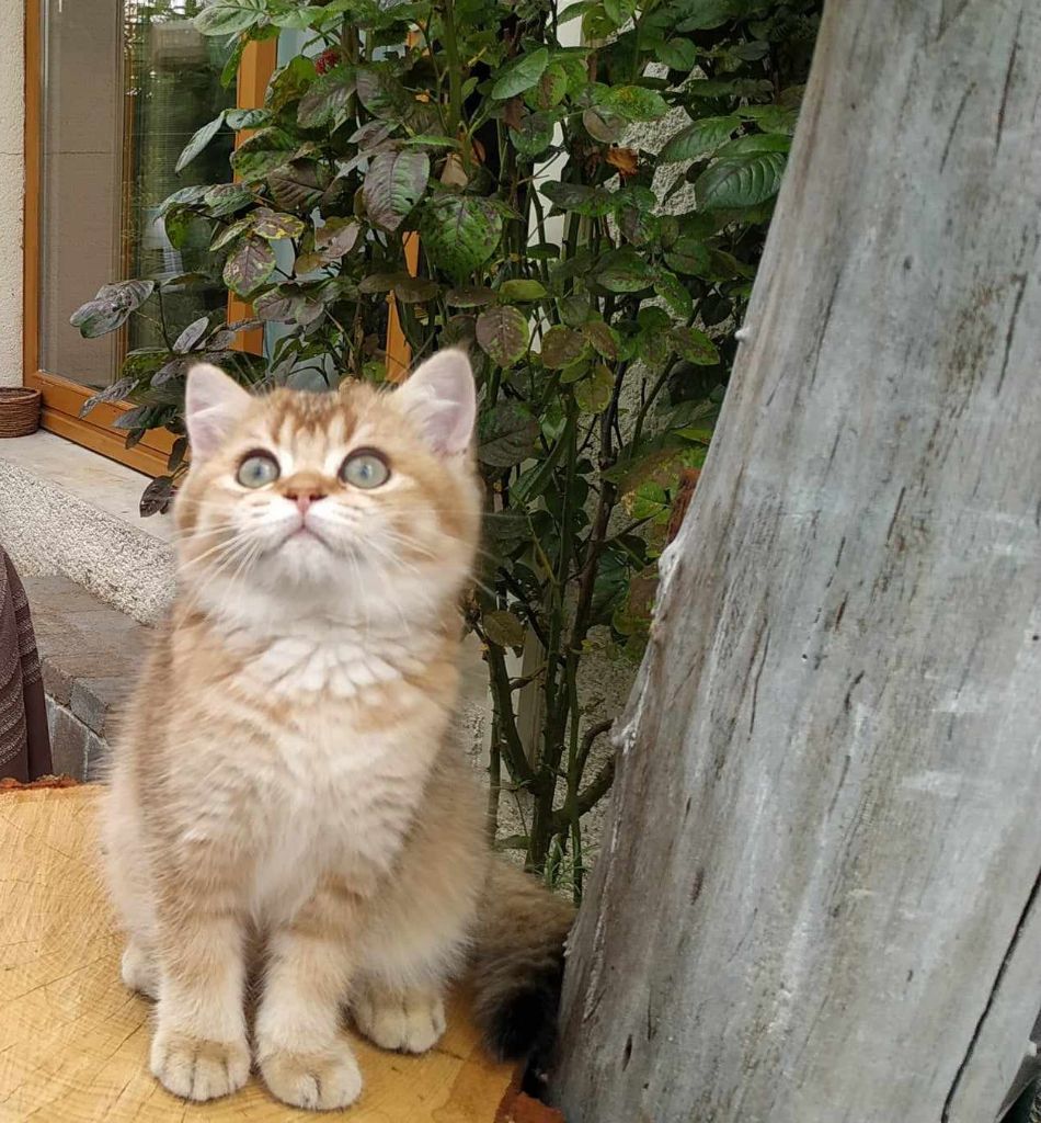 Les British Shorthair et Longhair de l'affixe Les Amours De Domy