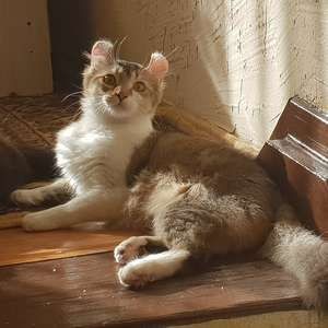 American Curl PC et PL - Arfon kraska-laska