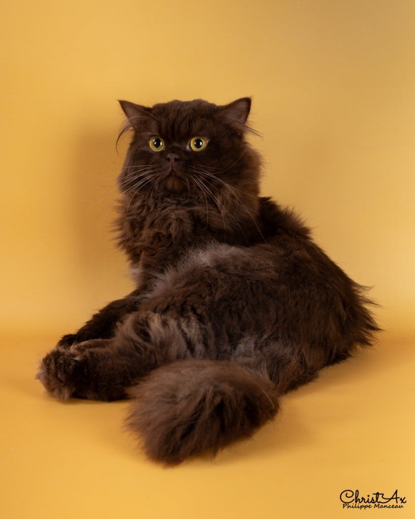 British Shorthair et Longhair - Umberto Du Mas Ensoleillé