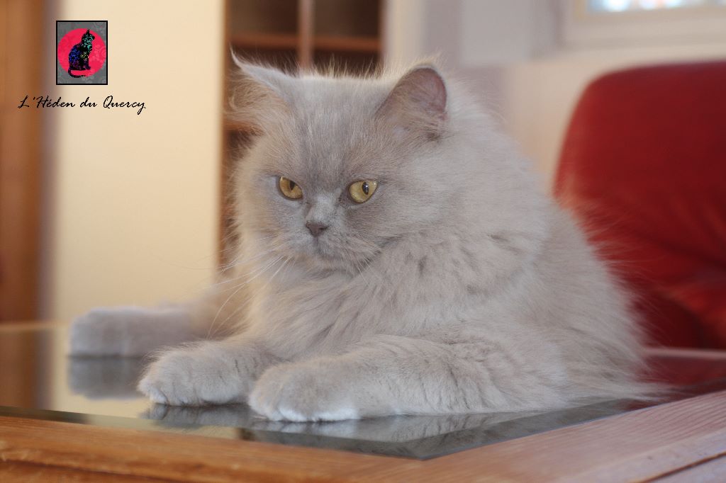 British Shorthair et Longhair - Jaime de l'Héden Du Quercy