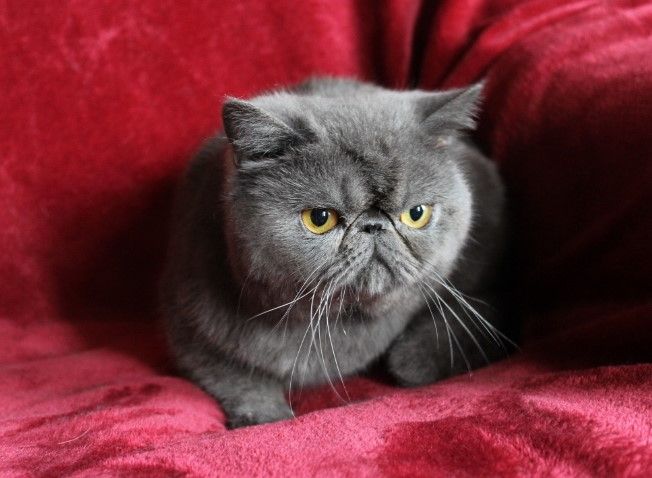 Exotic Shorthair - Tarzan Cosmic Love Cat