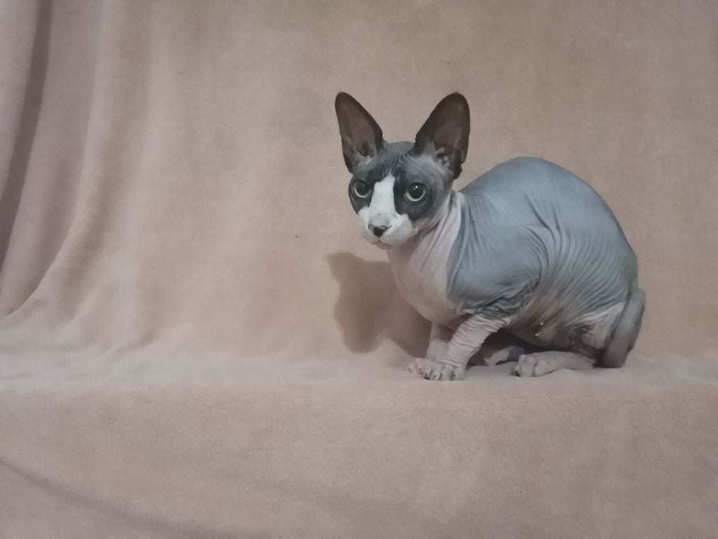 Sphynx - Pearl Sans Affixe