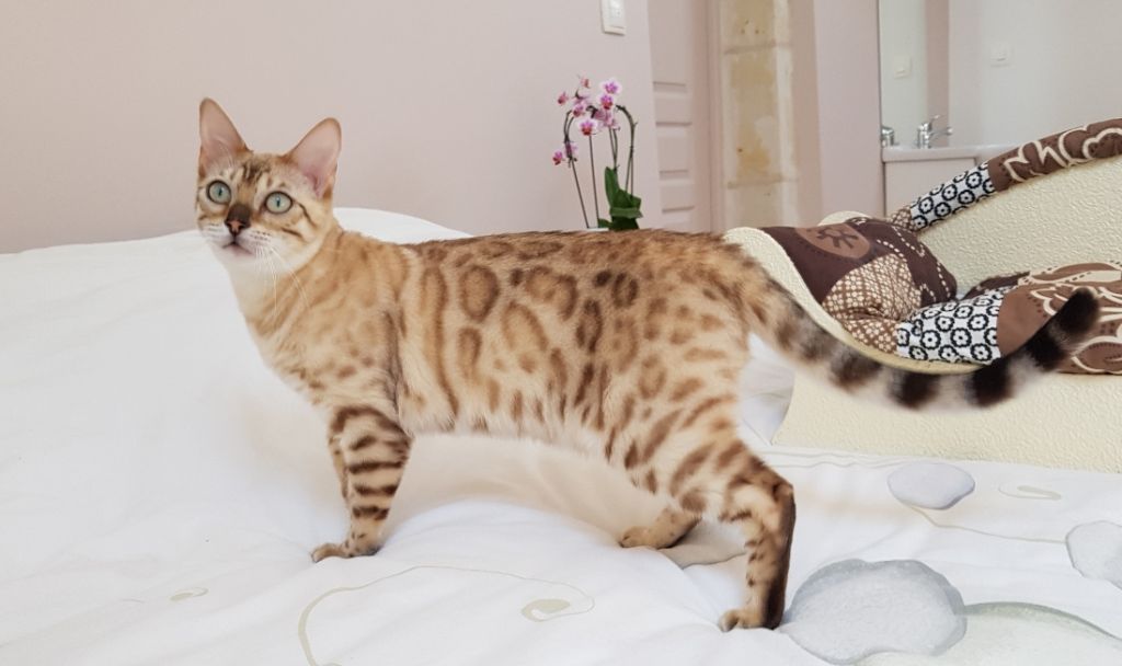 Magic Bengal OSIRIS