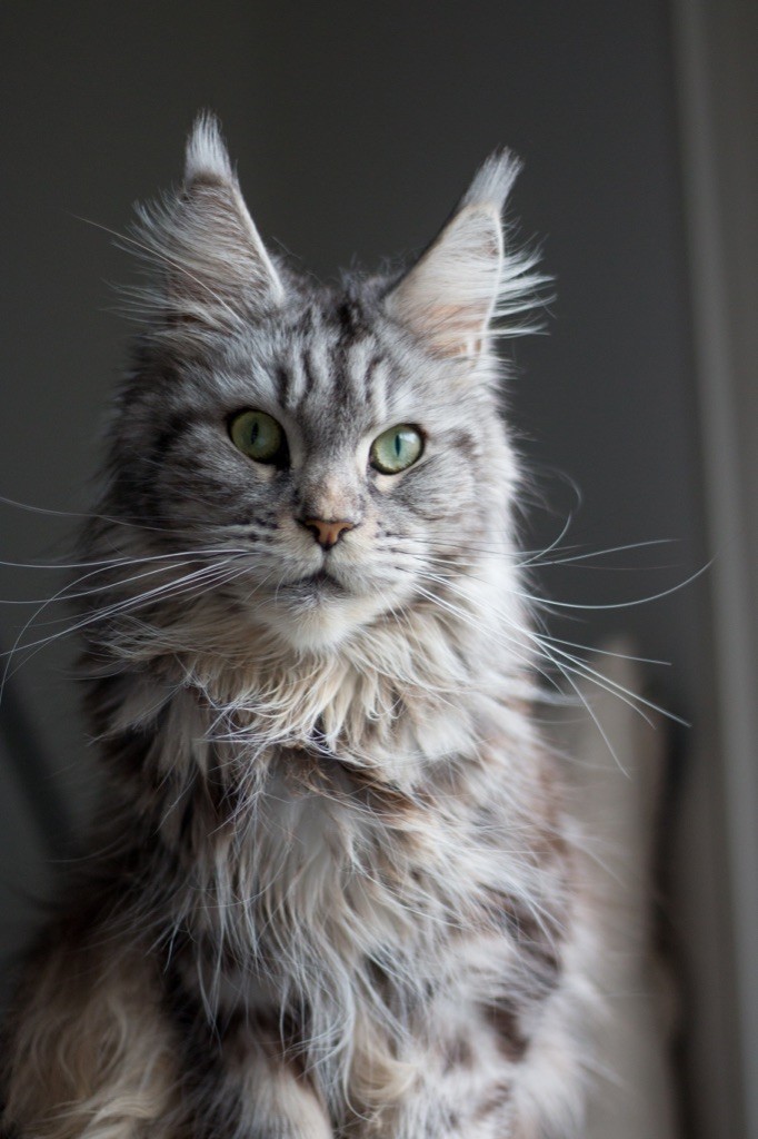 Maine Coon - arman pride Wendy