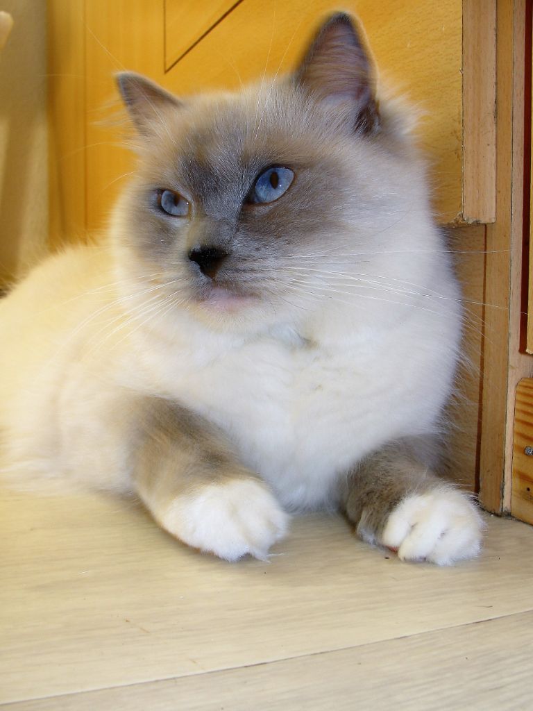 Ragdoll - Louna Snowy Blue Eyes