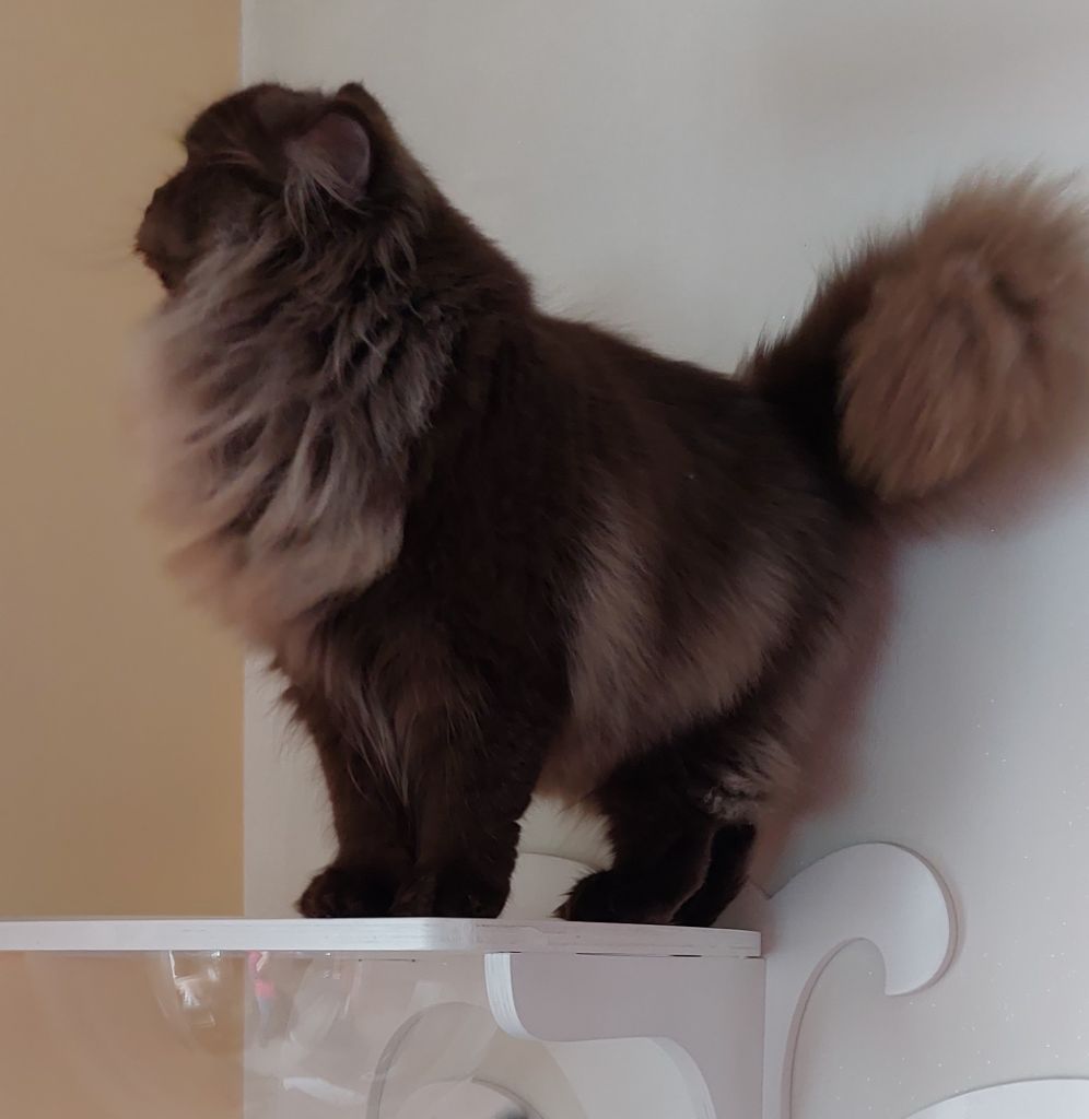 British Shorthair et Longhair - CH. Olivia la *noory