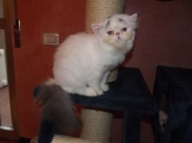 Exotic Shorthair - honeypaws Incingsugar