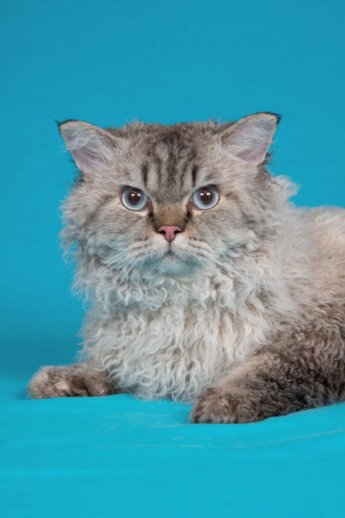 Selkirk Rex poil court et poil long - CH. peluche mr & mme's Uttini