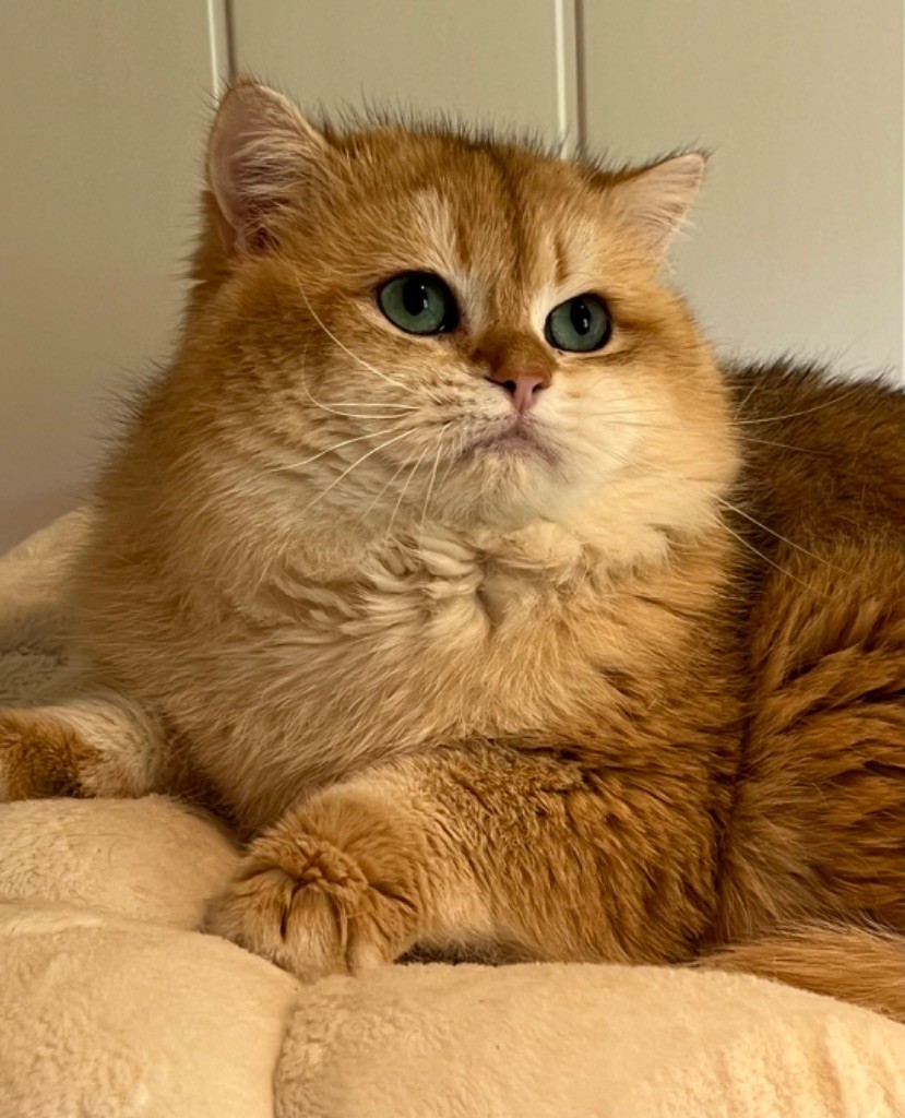 Les British Shorthair et Longhair de l'affixe Du Menne-val