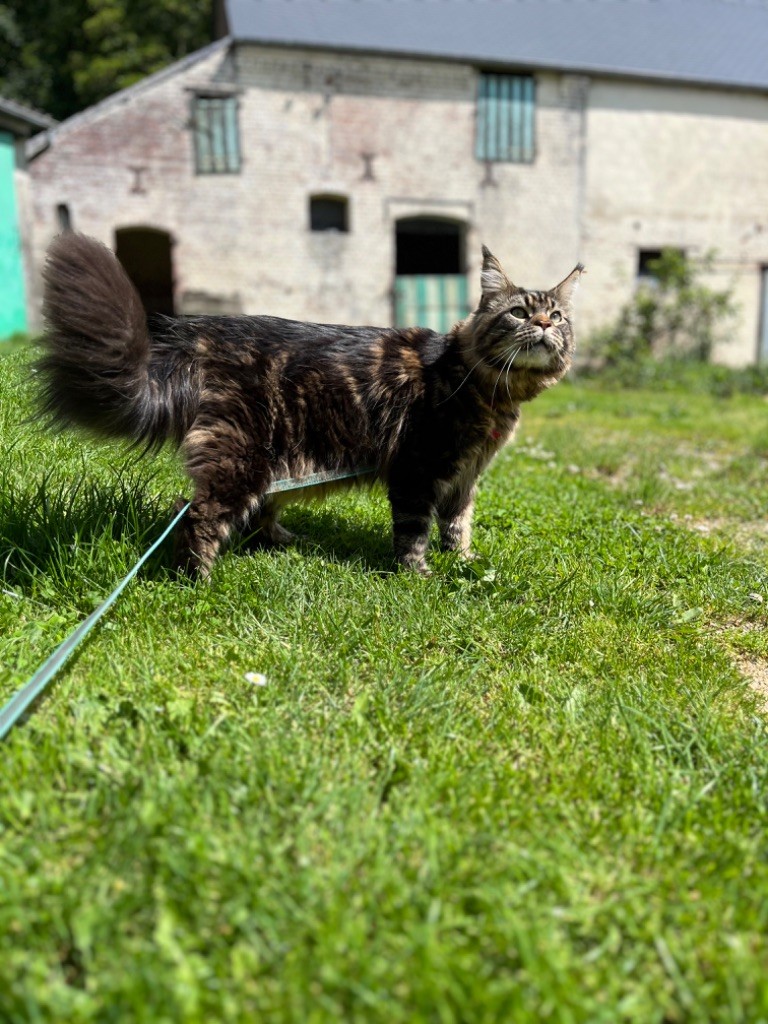 Unique boy des plumets de mel