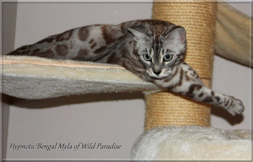 Hypnotic'Bengal Myla