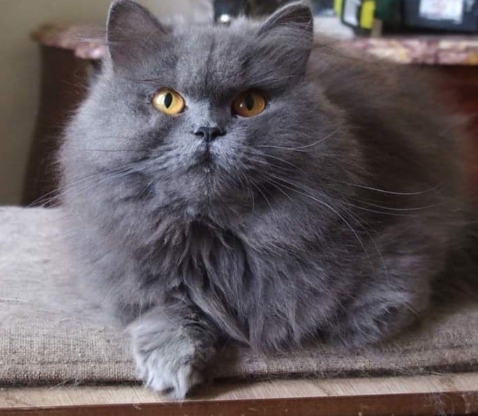 British Shorthair et Longhair - Saphir du chateau du thy