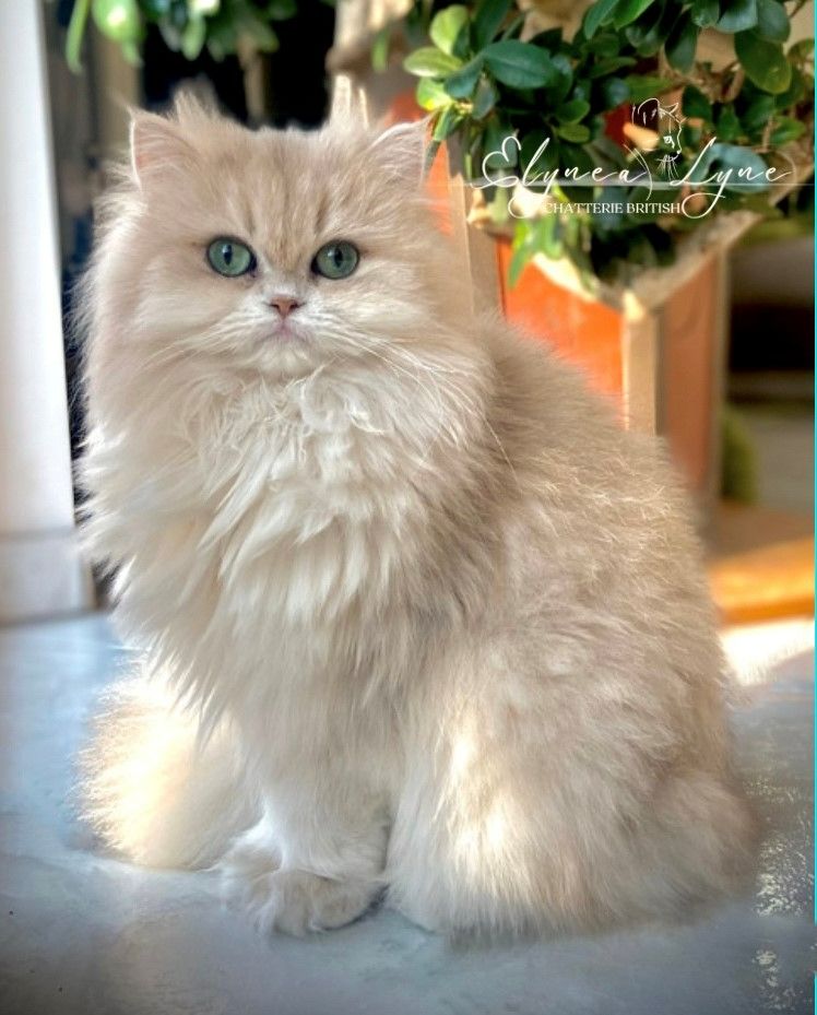 British Shorthair et Longhair - el'idt Yalmha