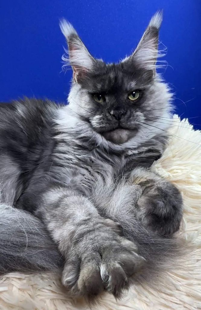 Maine Coon - laguna leo Idett