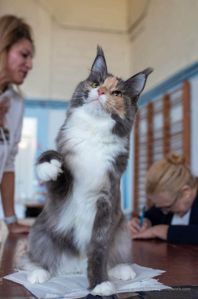 Maine Coon - CH. Sakura Des Terres Du Nord