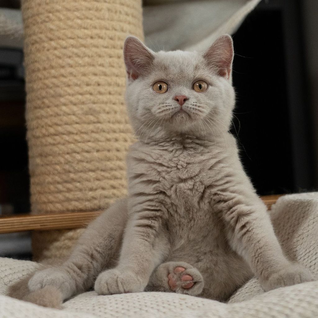 British Shorthair et Longhair - No limit great eli *cz