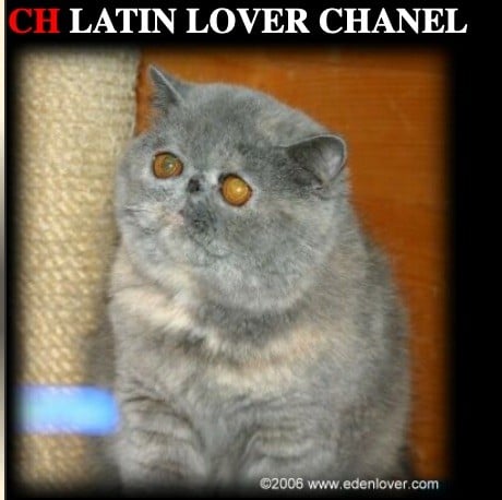 Exotic Shorthair - CH. latin lover Chanel