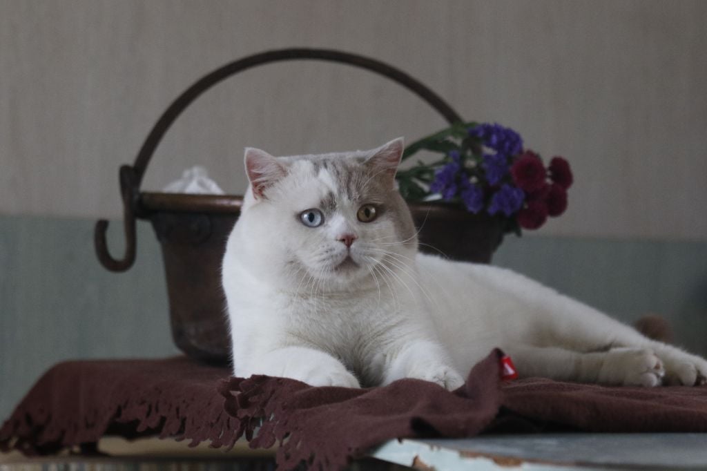 British Shorthair et Longhair - Uranus Du Coeur Des Terres