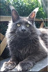 Maine Coon - luchsley's Franko nero