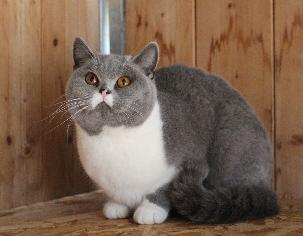 British Shorthair et Longhair - Mdg Sue