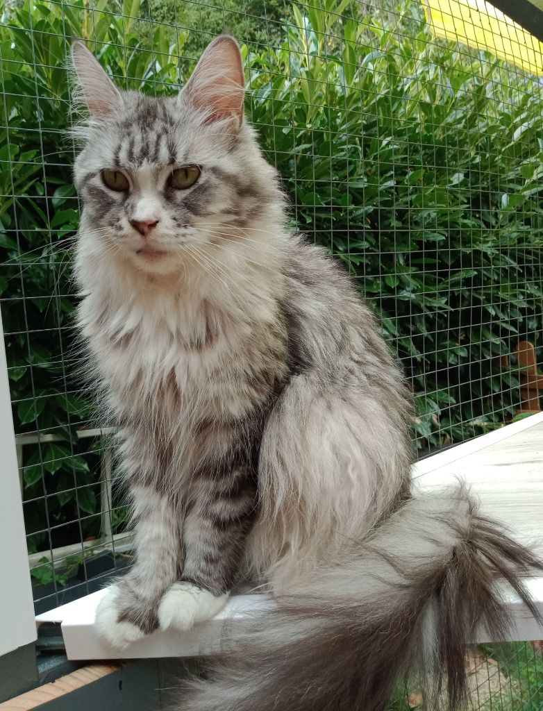 Les Maine Coon de l'affixe De Chafrane