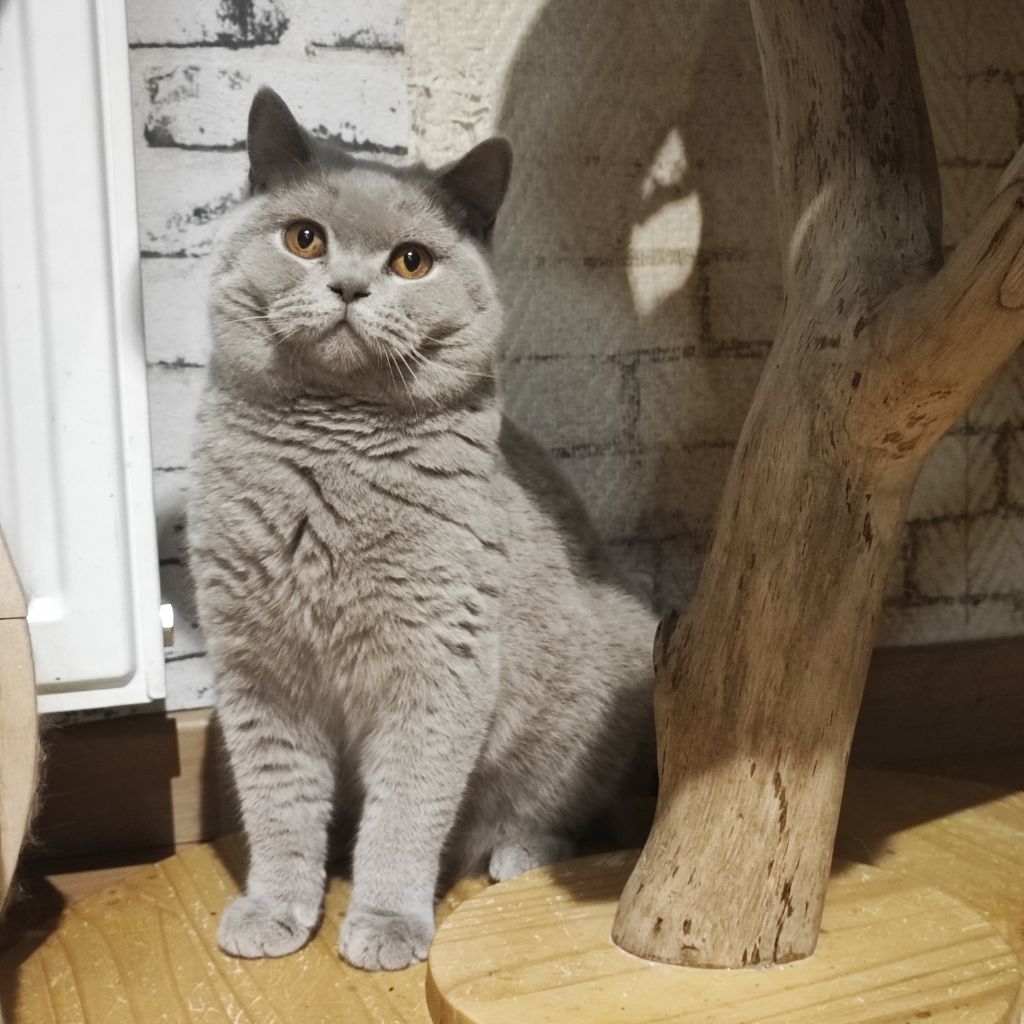 British Shorthair et Longhair - Angels Queenie's Uranus