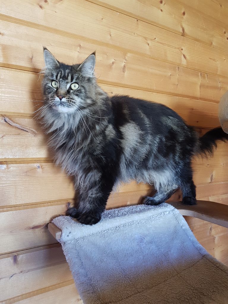 Maine Coon - Ravene Black Draco's