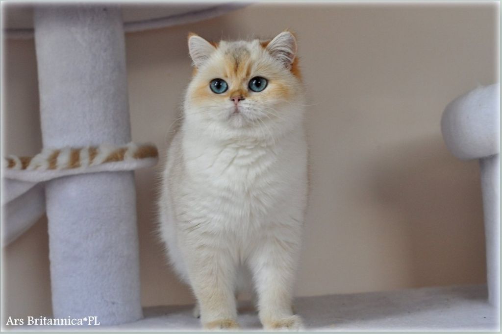 British Shorthair et Longhair - neolit golden Zabava putyatichna