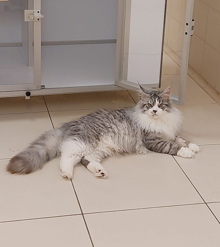 Maine Coon - Uragaan cristal Supernova Apex