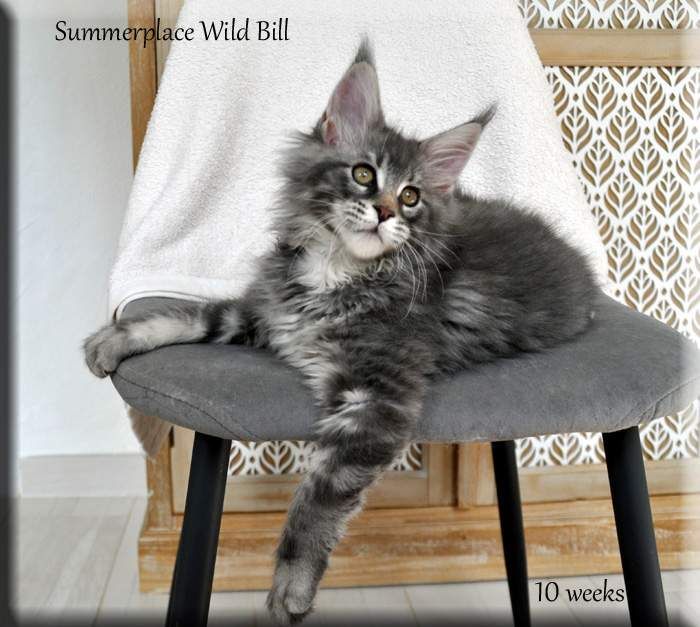 Maine Coon - summerplace Wild bill