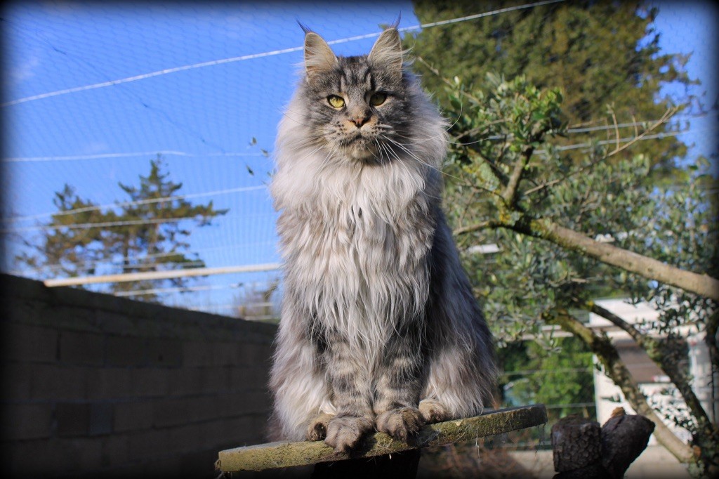 Maine Coon - Synah Des Perles Géantes