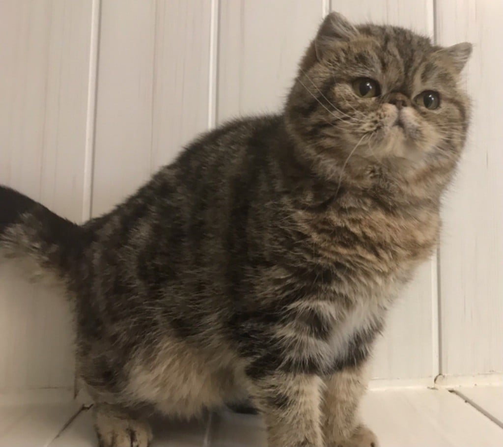 Exotic Shorthair - Mad Love's Rébellion