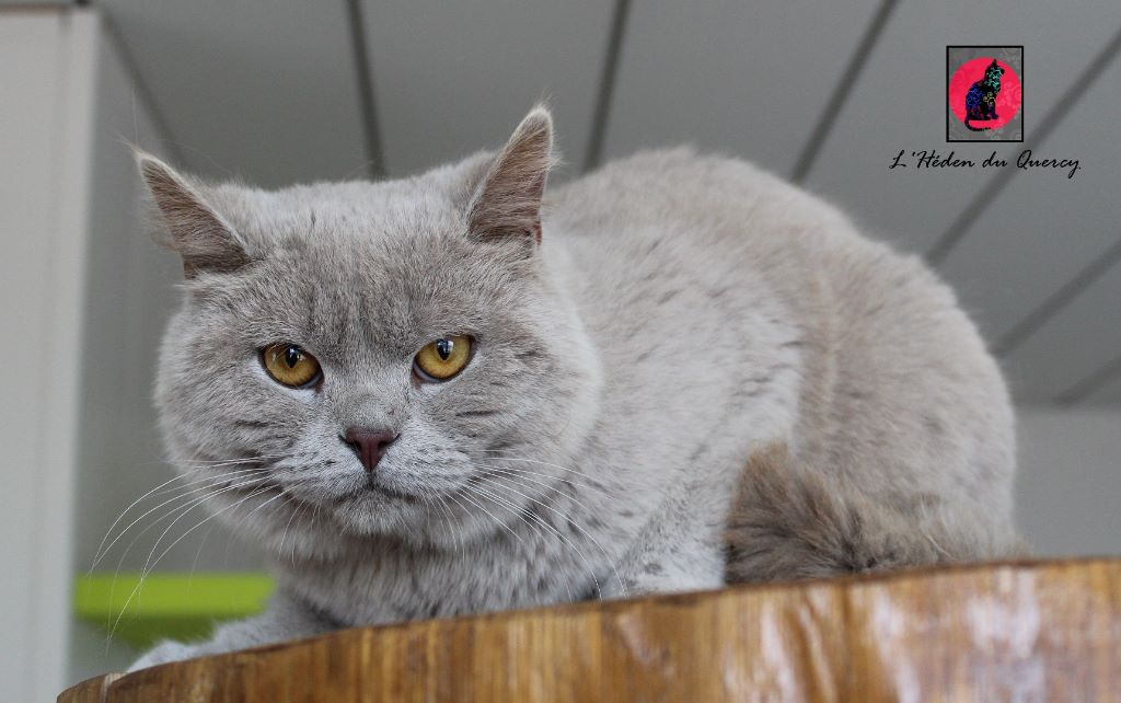 British Shorthair et Longhair - vox felis Presley