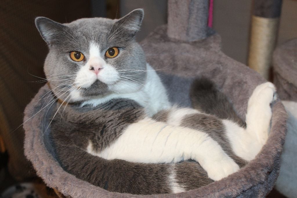 British Shorthair et Longhair - Tchoupi De Chafrane