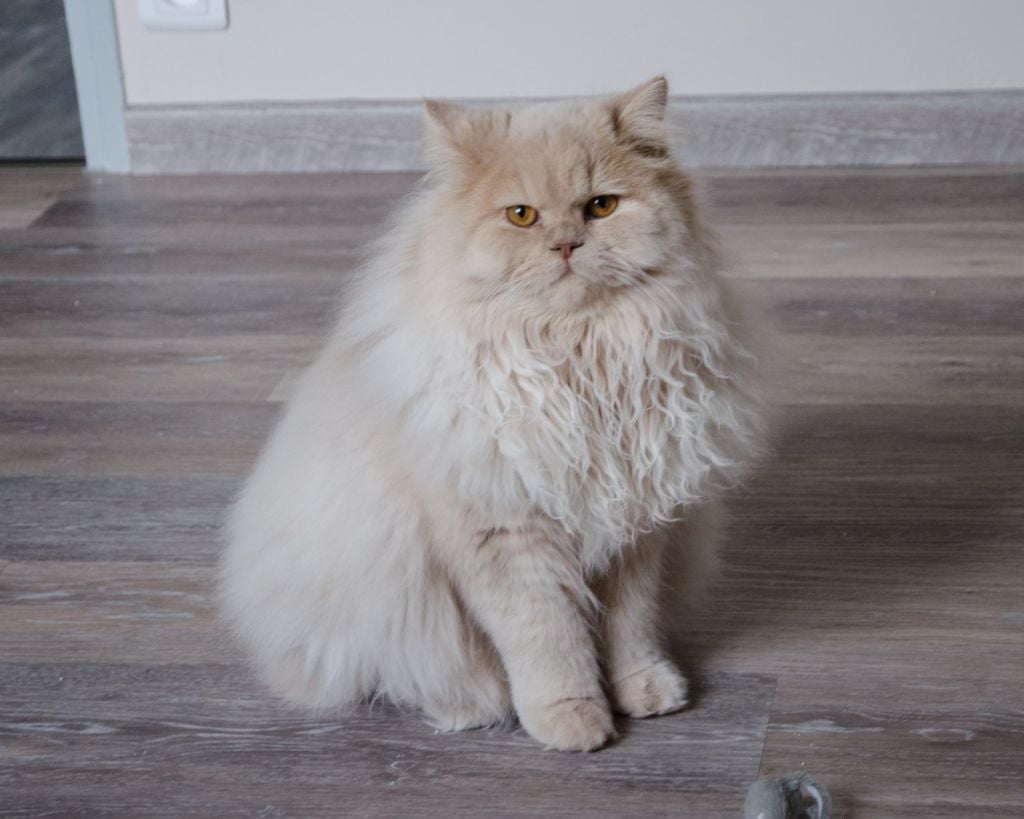 British Shorthair et Longhair - CH. Melvin alex moor