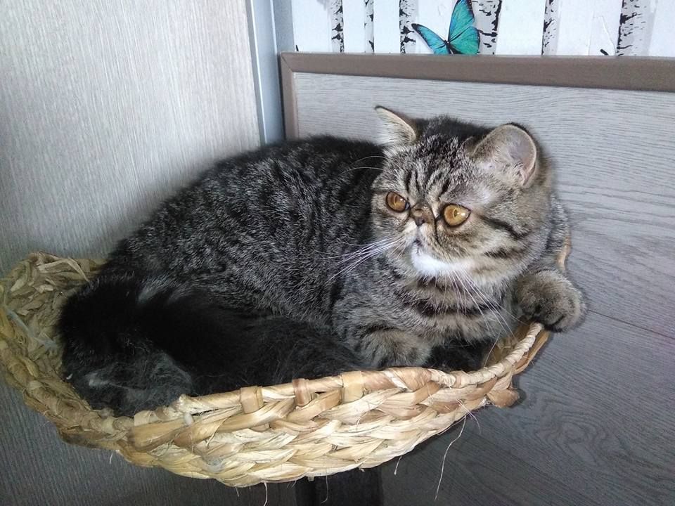 Exotic Shorthair - Nausicaa du berceau des fées