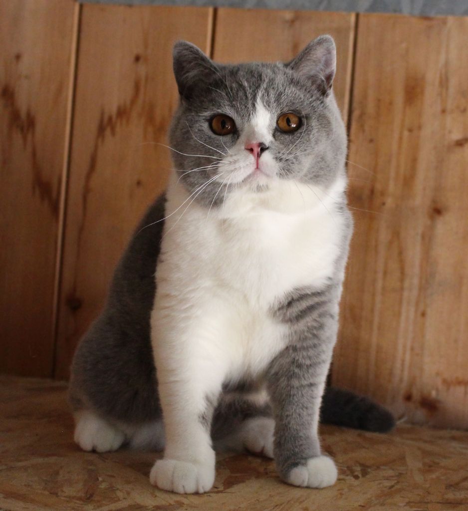 British Shorthair et Longhair - Spike De La Tribu D'Ozalée