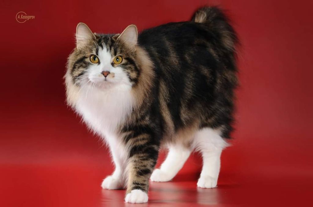 Kurilian Bobtail poil court et poil long - CH. noble clan's Absinthe