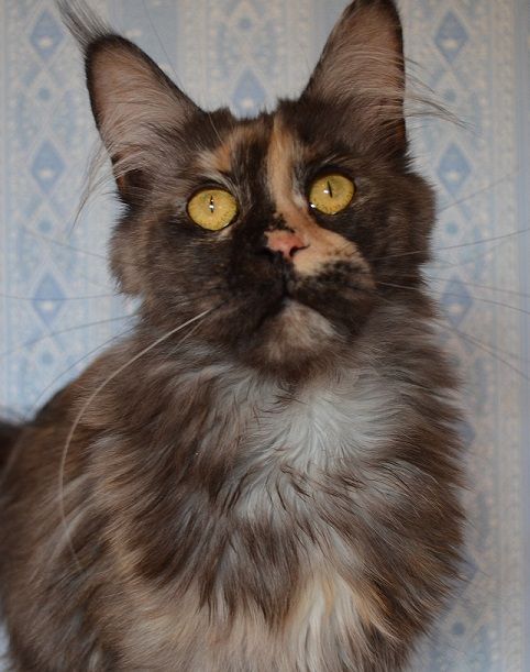 Maine Coon - gatto celesto Mia