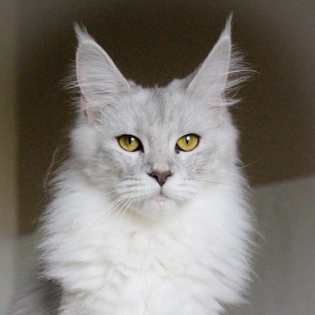 Maine Coon - Ulani Du Mwomoon